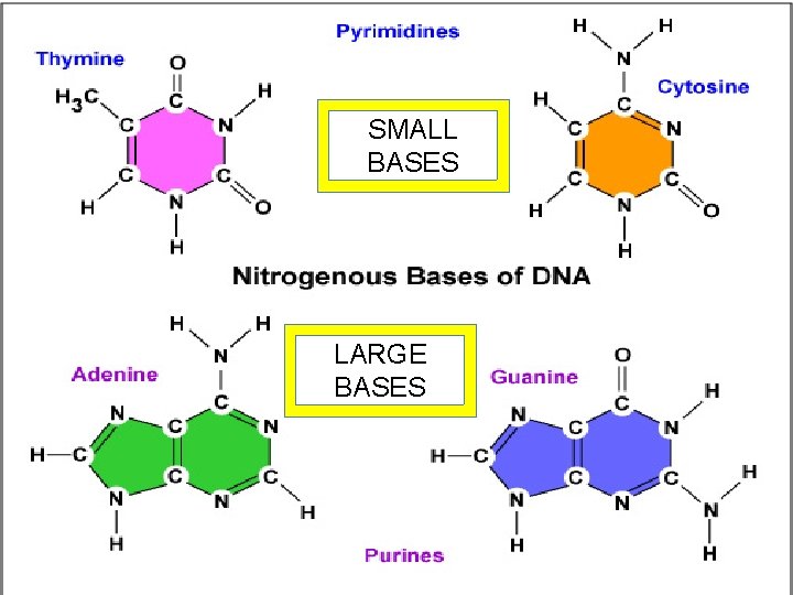 SMALL BASES LARGE BASES 