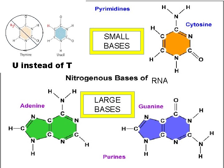 SMALL BASES U instead of T RNA LARGE BASES 