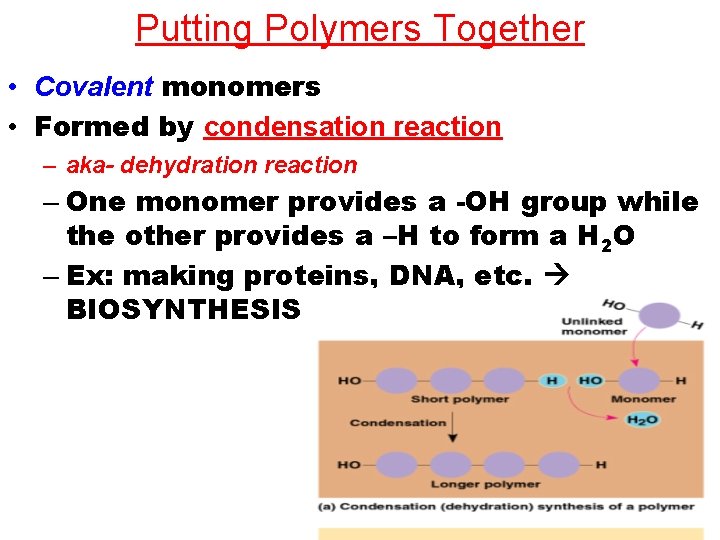Putting Polymers Together • Covalent monomers • Formed by condensation reaction – aka- dehydration