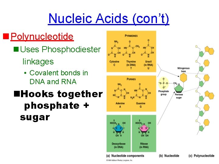 Nucleic Acids (con’t) n Polynucleotide n Uses Phosphodiester linkages • Covalent bonds in DNA