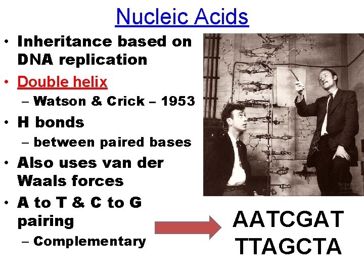 Nucleic Acids • Inheritance based on DNA replication • Double helix – Watson &
