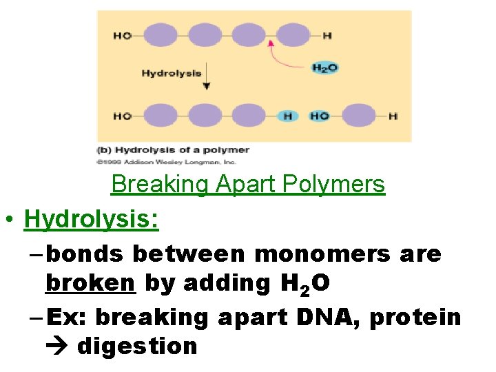 Breaking Apart Polymers • Hydrolysis: – bonds between monomers are broken by adding H