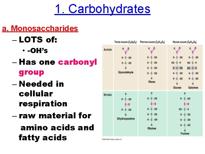 1. Carbohydrates a. Monosaccharides – LOTS of: • -OH’s – Has one carbonyl group