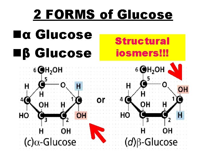 2 FORMS of Glucose nα Glucose nβ Glucose Structural iosmers!!! 