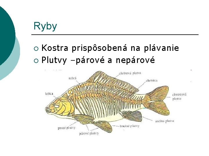 Ryby Kostra prispôsobená na plávanie ¡ Plutvy –párové a nepárové ¡ 