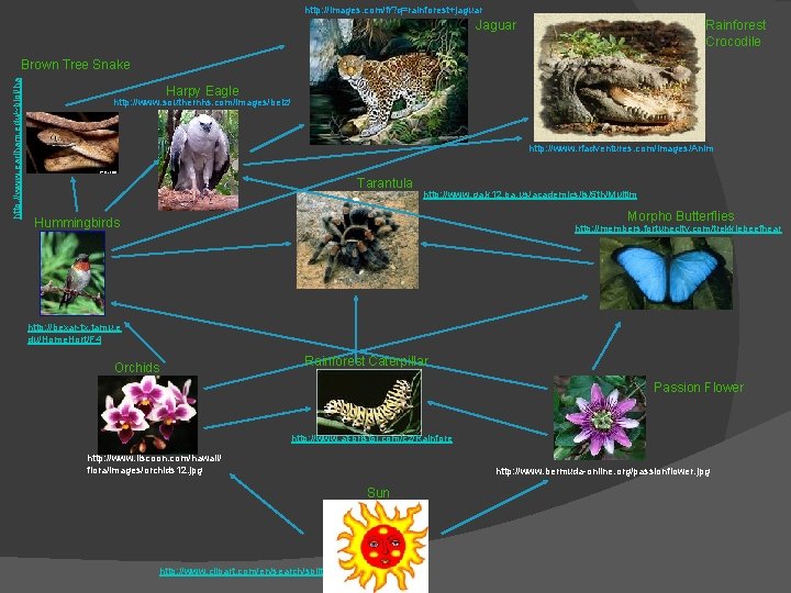 http: //images. com/fr? q=rainforest+jaguar Jaguar Rainforest Crocodile http: //www. earlham. edu/~biol/ha Brown Tree Snake