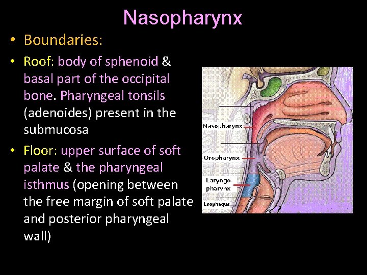Nasopharynx • Boundaries: • Roof: body of sphenoid & basal part of the occipital