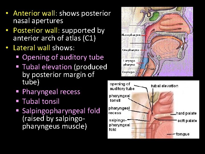  • Anterior wall: shows posterior nasal apertures • Posterior wall: supported by anterior
