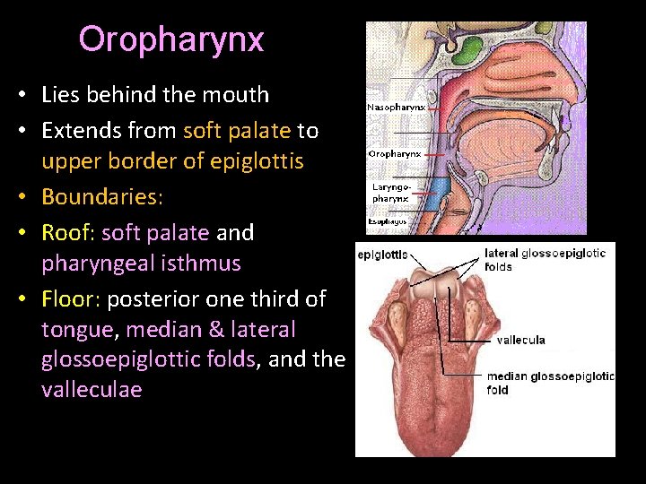 Oropharynx • Lies behind the mouth • Extends from soft palate to upper border