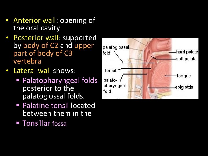  • Anterior wall: opening of the oral cavity • Posterior wall: supported by
