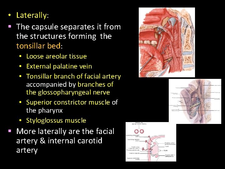  • Laterally: § The capsule separates it from the structures forming the tonsillar