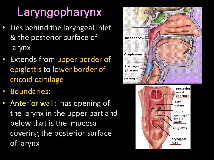 Laryngopharynx • Lies behind the laryngeal inlet & the posterior surface of larynx •