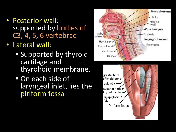  • Posterior wall: supported by bodies of C 3, 4, 5, 6 vertebrae
