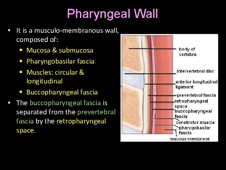 Pharyngeal Wall • It is a musculo-membranous wall, composed of: § Mucosa & submucosa