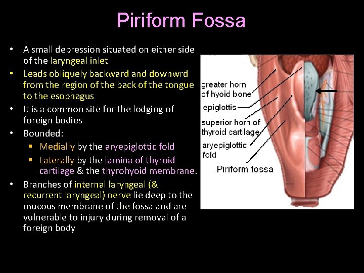 Piriform Fossa • A small depression situated on either side of the laryngeal inlet