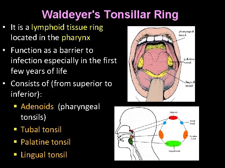Waldeyer's Tonsillar Ring • It is a lymphoid tissue ring located in the pharynx