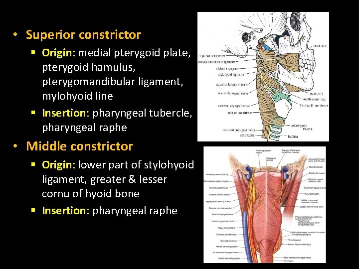  • Superior constrictor § Origin: medial pterygoid plate, pterygoid hamulus, pterygomandibular ligament, mylohyoid