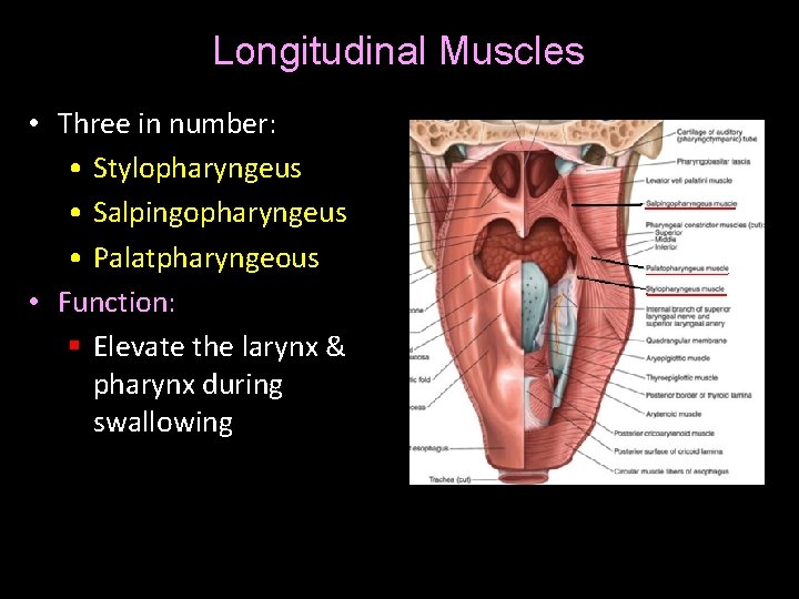 Longitudinal Muscles • Three in number: • Stylopharyngeus • Salpingopharyngeus • Palatpharyngeous • Function:
