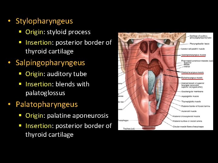  • Stylopharyngeus § Origin: styloid process § Insertion: posterior border of thyroid cartilage