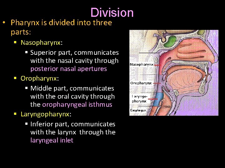 Division • Pharynx is divided into three parts: § Nasopharynx: § Superior part, communicates