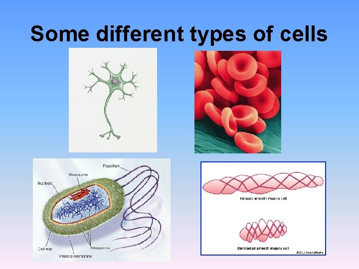 Some different types of cells Some different types of cells