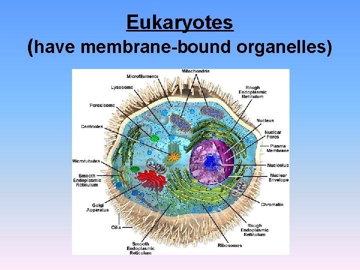Eukaryotes (have membrane-bound organelles) Eukaryotes (have membrane-bound organelles)