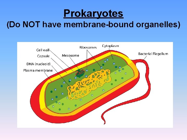 Prokaryotes (Do NOT have membrane-bound organelles) Prokaryotes (Do NOT have membrane-bound organelles)
