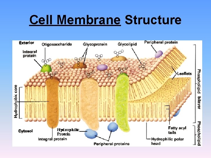 Cell Membrane Structure Cell Membrane Structure