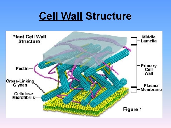 Cell Wall Structure Cell Wall Structure