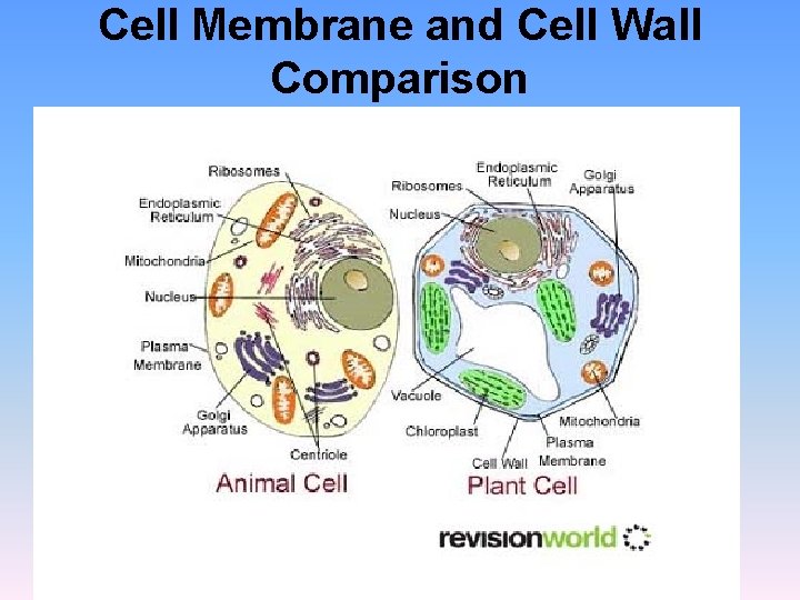 Cell Membrane and Cell Wall Comparison Cell Membrane and Cell Wall Comparison
