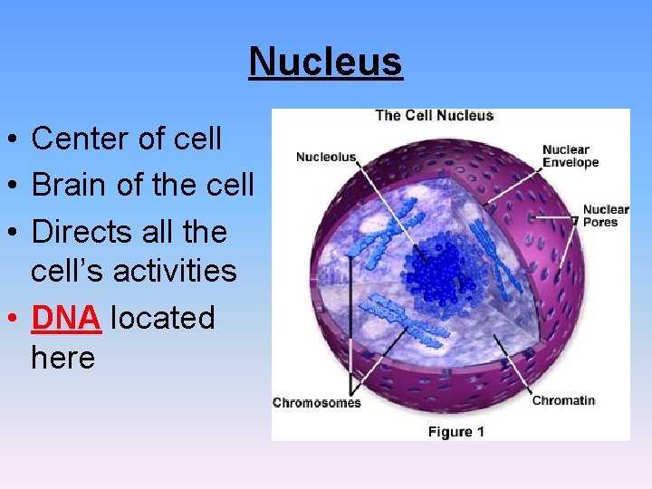 Nucleus • Center of cell • Brain of the cell • Directs all the Nucleus • Center of cell • Brain of the cell • Directs all the