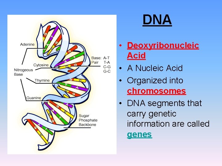 DNA • Deoxyribonucleic Acid • A Nucleic Acid • Organized into chromosomes • DNA DNA • Deoxyribonucleic Acid • A Nucleic Acid • Organized into chromosomes • DNA