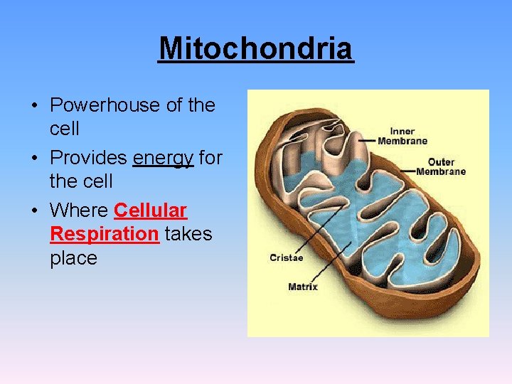 Mitochondria • Powerhouse of the cell • Provides energy for the cell • Where Mitochondria • Powerhouse of the cell • Provides energy for the cell • Where