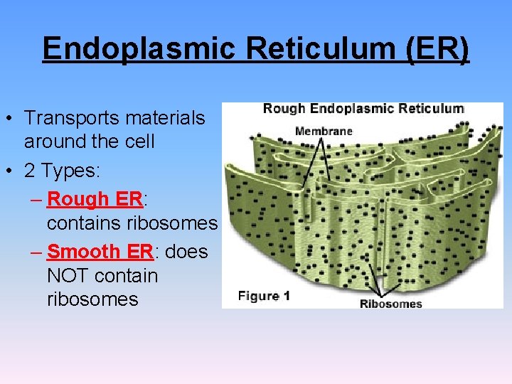 Endoplasmic Reticulum (ER) • Transports materials around the cell • 2 Types: – Rough Endoplasmic Reticulum (ER) • Transports materials around the cell • 2 Types: – Rough