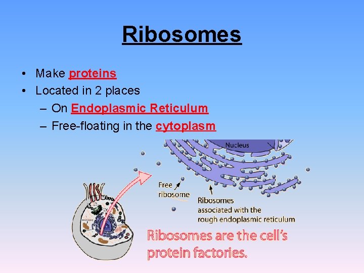 Ribosomes • Make proteins • Located in 2 places – On Endoplasmic Reticulum – Ribosomes • Make proteins • Located in 2 places – On Endoplasmic Reticulum –