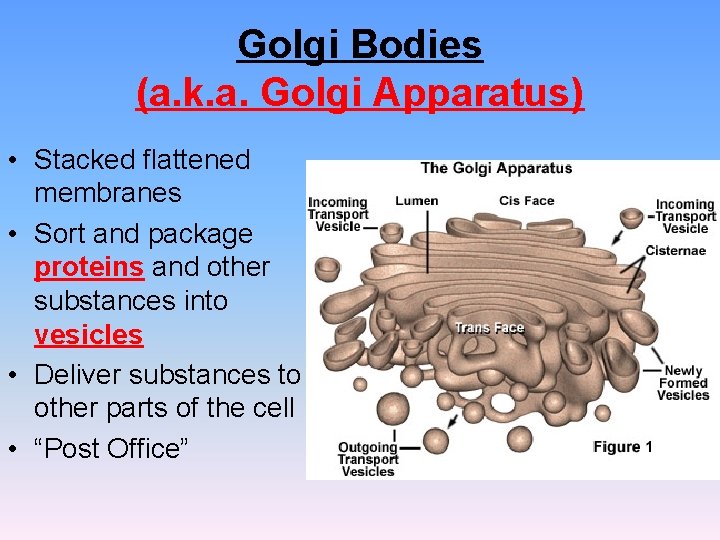 Golgi Bodies (a. k. a. Golgi Apparatus) • Stacked flattened membranes • Sort and Golgi Bodies (a. k. a. Golgi Apparatus) • Stacked flattened membranes • Sort and