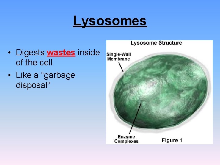 Lysosomes • Digests wastes inside of the cell • Like a “garbage disposal” Lysosomes • Digests wastes inside of the cell • Like a “garbage disposal”