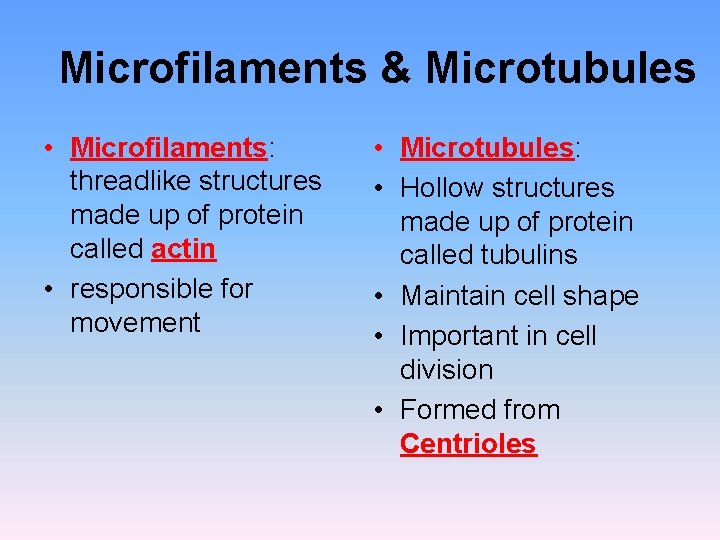 Microfilaments & Microtubules • Microfilaments: threadlike structures made up of protein called actin • Microfilaments & Microtubules • Microfilaments: threadlike structures made up of protein called actin •