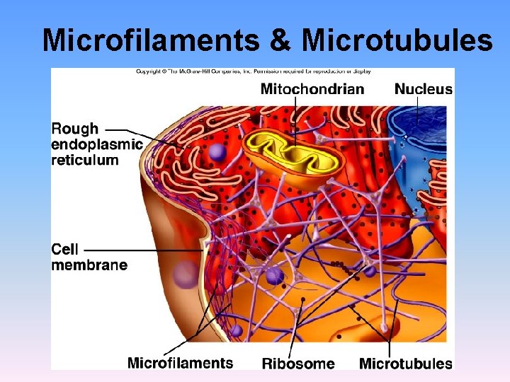 Microfilaments & Microtubules Microfilaments & Microtubules