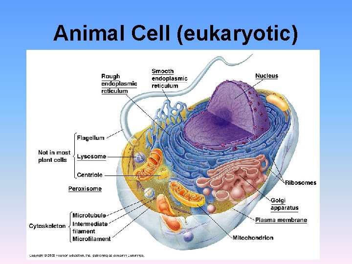 Animal Cell (eukaryotic) Animal Cell (eukaryotic)