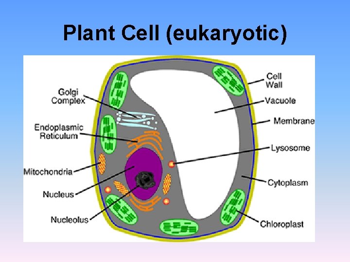 Plant Cell (eukaryotic) Plant Cell (eukaryotic)