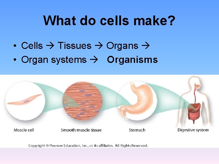 What do cells make? • Cells Tissues Organs • Organ systems Organisms What do cells make? • Cells Tissues Organs • Organ systems Organisms