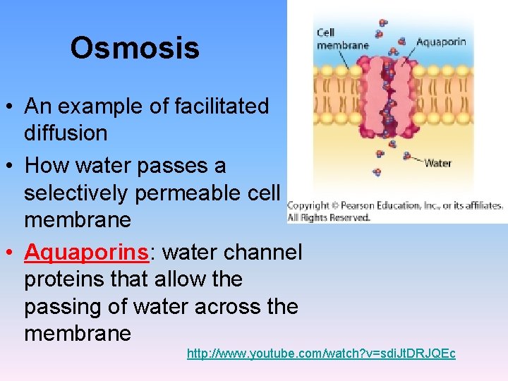 Osmosis • An example of facilitated diffusion • How water passes a selectively permeable Osmosis • An example of facilitated diffusion • How water passes a selectively permeable