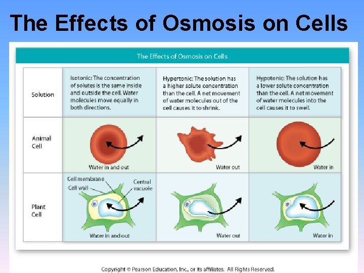 The Effects of Osmosis on Cells The Effects of Osmosis on Cells