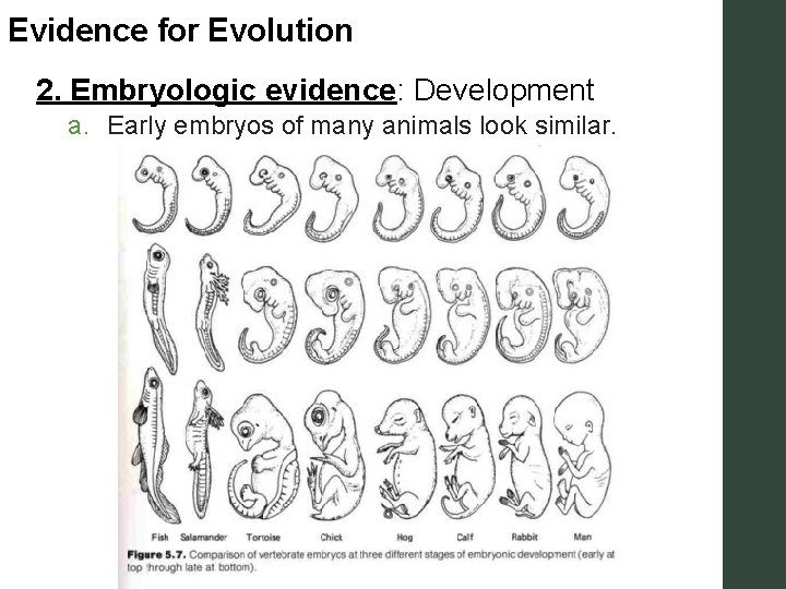 Evidence for Evolution 2. Embryologic evidence: Development a. Early embryos of many animals look