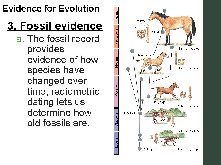 Evidence for Evolution 3. Fossil evidence a. The fossil record provides evidence of how