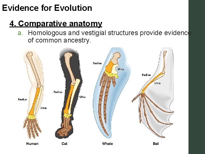 Evidence for Evolution 4. Comparative anatomy a. Homologous and vestigial structures provide evidence of