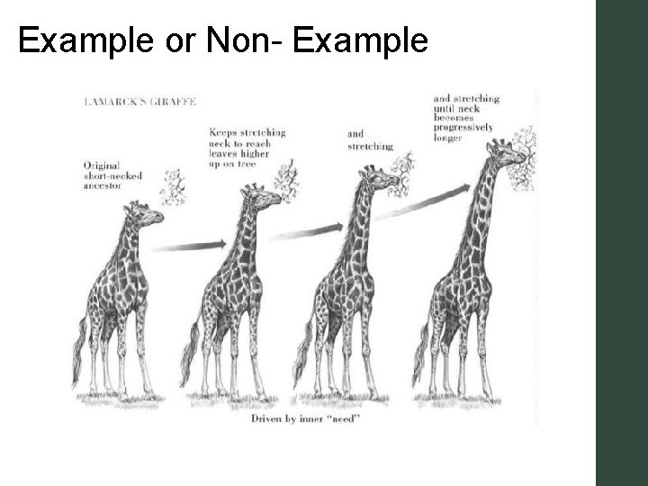 Example or Non- Example 
