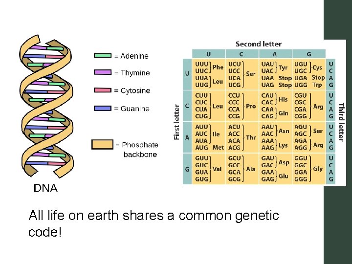 All life on earth shares a common genetic code! 