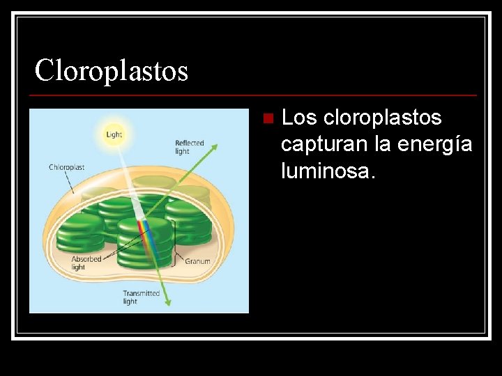 Cloroplastos n Los cloroplastos capturan la energía luminosa. 